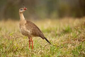 Red-legged Seriema - one adult standing in a pasture