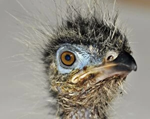 Red-legged Seriema / Crested Cariama - newly hatched chick