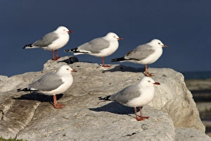 Images Dated 6th July 2007: Red-Legged / Silver Gull Range: Australia, New Zealand, adjacent islands