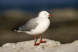 Images Dated 6th July 2007: Red-Legged / Silver Gull Range: Australia, New Zealand, adjacent islands