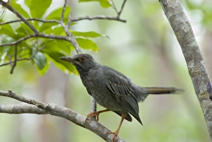 Images Dated 12th June 2006: Red-legged Thrush. Rand Nature Centre, Grand Bahama Island, Bahamas