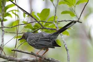 Images Dated 12th June 2006: Red-legged Thrush. Rand Nature Centre, Grand Bahama Island, Bahamas