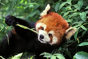World Wildlife Collection: Red/Lesser Panda - Eating bamboo shoot. 2mu383 Wolong Nature Reserve, China