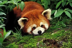 Panda Collection: Red/Lesser Panda - Lying on moss. 4Mu67 Wolong Nature Reserve, China