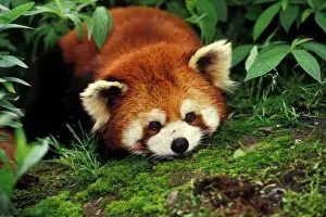 Orange Prints: Red/Lesser Panda - Lying on moss. 4Mu67 Wolong Nature Reserve, China