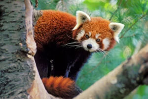 Red / Lesser PANDA / Red cat-bear - Peering round tree branches