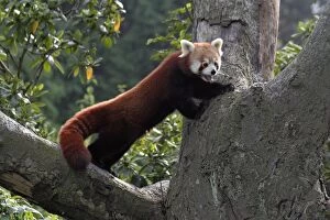 Red / Lesser PANDA / Red cat-bear - standing in tree fork