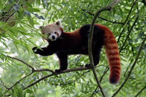 Mouth Gallery: Red / Lesser PANDA / Red cat-bear - in tree