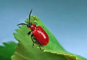 Red Lily Beetle - Adult on leaf