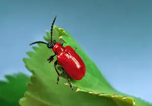 Red Lily Beetle - Adult on leaf Location: English garden