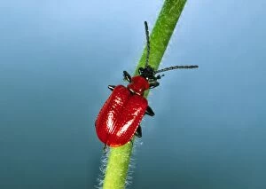 Images Dated 11th October 2005: Red Lily Beetle - Adult on plant stem Location: English garden