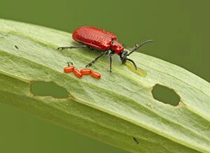 Images Dated 4th May 2014: Red Lily Beetle eggs on lily leaf excreting