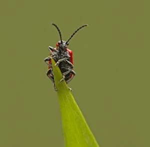 Images Dated 4th May 2014: Red Lily Beetle at end of lily leaf May