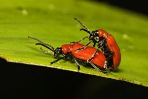 Images Dated 22nd May 2007: Red Lily Beetles - pair mating, Lower Saxony, Germany