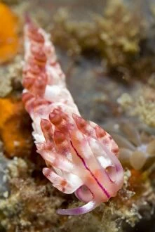 Images Dated 6th September 2007: Red-lined Flabellina Nudibranch