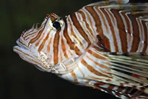 Stripes Prints: Red Lion Fish / Dragonfish - reefs South West Pacific