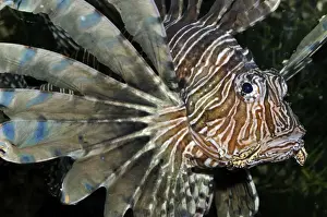 Predatory Prints: Red Lionfish / Dragon Fish - reefs, Indo-Pacific