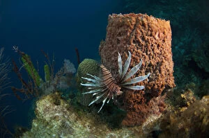 Images Dated 25th July 2011: Red Lionfish (Pterois volitans) Coral Reef