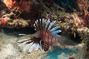 Images Dated 25th July 2011: Red Lionfish (Pterois volitans) Coral Reef