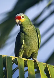 Red-lored / Red-fronted Amazon Parrot