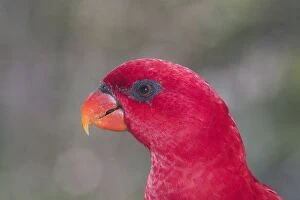 Red LORY - close-up of head