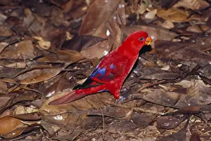 Red Lory - feeding on rainforest floor Distribution: Indonesian Islands, Seram, Buru, Kai