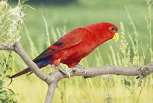 Red Lory / Moluccan Red Lory