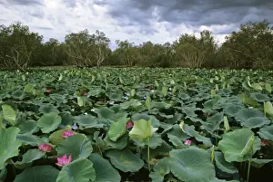 Red Lotus - Surrounded by Paperbark trees (Melaleuca sp. ) - Kakadu National Park (World Heritage Area) - Northern Territory - Australia JPF50975