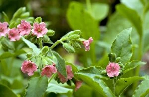 Images Dated 15th May 2011: Red Lungwort - Pulmonaria rubra in flower - spring