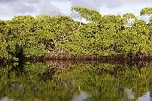 Images Dated 17th February 2005: Red mangrove. Coro Pennisula - Venezuela