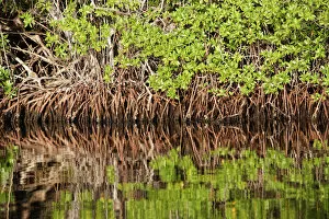 Images Dated 17th February 2005: Red mangrove. Coro Pennisula - Venezuela