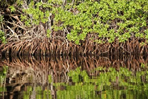 Images Dated 17th February 2005: Red mangrove. Coro Pennisula - Venezuela