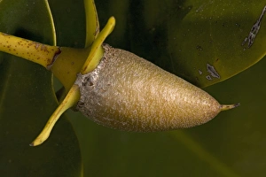 Images Dated 18th February 2006: Red mangrove in fruit. This develops and germinates on the tree, then spears into the mud