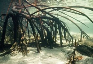 Images Dated 23rd February 2005: Red Mangrove Roots