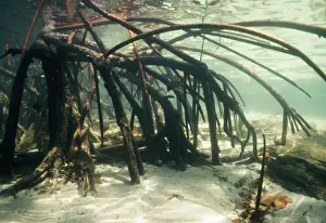 Seabed Prints: Red Mangrove Roots