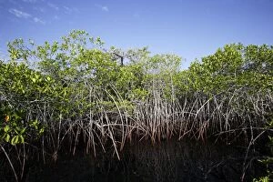 Images Dated 14th April 2005: Red Mangrove. Santa cruz Island. Caleta Tortuga Negra. Galapagos Islands