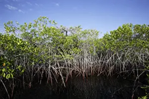 Mangroves Prints: Red Mangrove Santa cruz Island - Caleta Tortuga Negra - Galapagos Islands