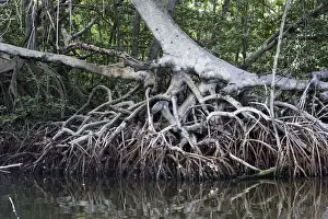 Mangroves Prints: Red mangrove - showing roots. Coro Peninsula