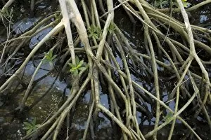 Brackish Water Gallery: Red mangrove: stilt roots exposed at low tide, with seedlings growing up through them