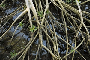 Images Dated 18th February 2006: Red mangrove: stilt roots exposed at low tide, with seedlings growing up through them