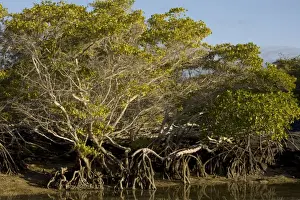 Mangrove Prints: Red Mangrove - with stilt roots on Fernandina Island, Galapagos