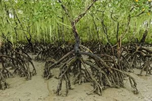 Mangrove Gallery: Red Mangrove, Superagui National Park, Atlantic