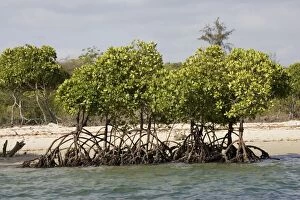 Red mangroves - along coastline