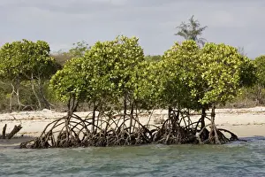 Shrubs Prints: Red mangroves - along coastline at Lamu, Kenya, Africa