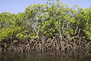 Shrubs Prints: Red mangroves - along coastline of Manda Island near Lamu, Kenya, Africa