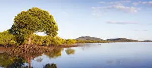 Bays Prints: Red Mangroves - lower tidal mangrove forests in surrounding habitat