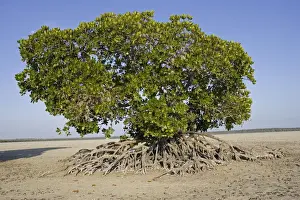 Shrubs Prints: Red mangroves at Mida Creek, near Watamu, Kenya, Africa