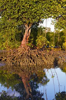 Bays Prints: Red Mangroves - showing distinctive prop roots which support the main trunk - Queensland - Australia