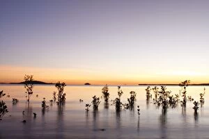 Red Mangroves - showing new growth in shallow tidal water at sunrise