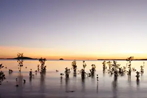 Landscapes Prints: Red Mangroves - showing new growth in shallow tidal water at sunrise - Queensland - Australia